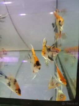 Skaláry red devil - 2