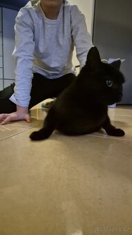 Černá dospělá kočka - 2