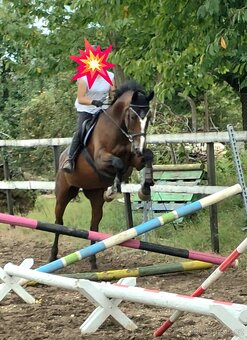 Trakénská klisna do sportu - 2