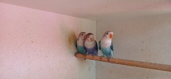 Prodám agapornis fišeruv modrý - 2