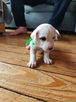 Štěňátka Jack Russell teriér - 2