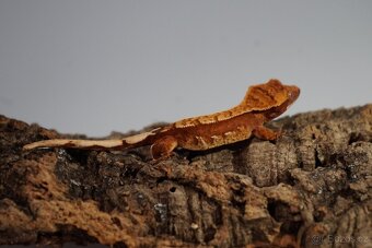 Pagekon řasnatý - 2