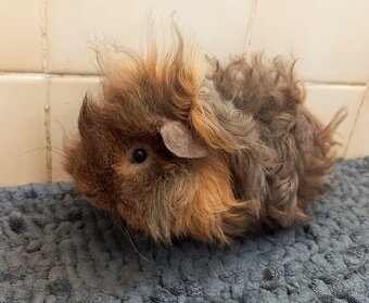 Lunkarya sameček s PP - 2