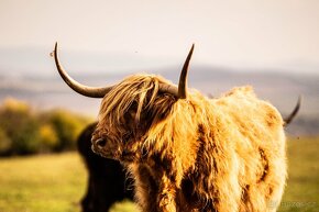 Prodáme krávy Highland - 2