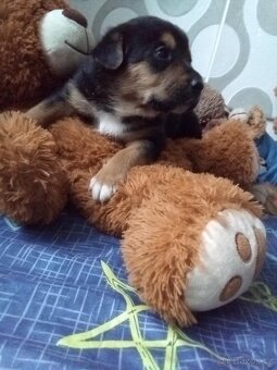 Štěňata bordel kolie - 2