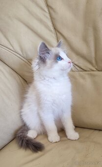 Ragdoll Blue bicolor - 2