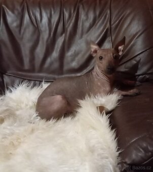 Americký bezsrstý teriér s PP. - 2