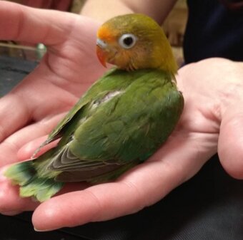 Agapornis ručně dokrmený - 2