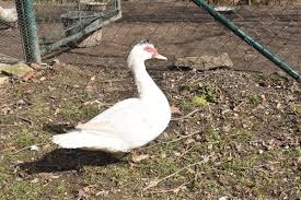 Kachna pižmová prodej - 2