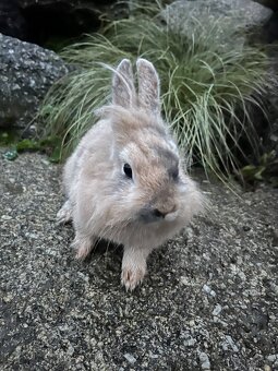 Zakrslý králík - Teddy 🐇 holčička ❤️ - 2