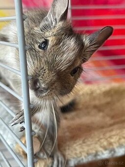 Velká vybavená klec pro osmáky degu - 2