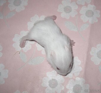 Křeček campbell s PP (modrý) - Brno, Breclav - 2