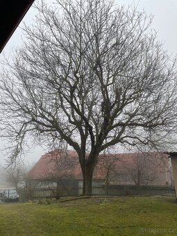 Ořechové dřevo - 2