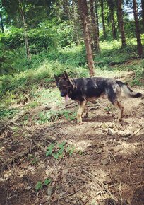 Německý ovčák ke krytí - 2