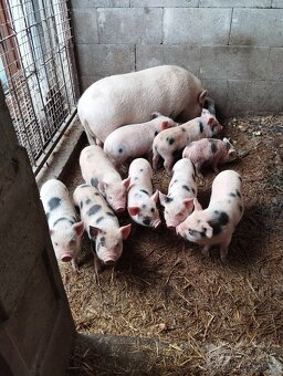 Sviňku - připuštěnou - 2