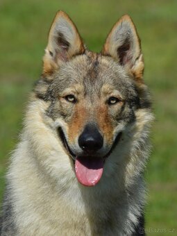 Československý vlčák s PP - 2