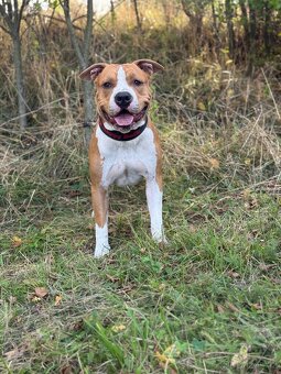 Americký Stafordšírský teriér s PP - 2