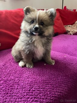 Štěňatko Německý Špic - 2