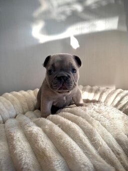 Francouzský buldoček - 2