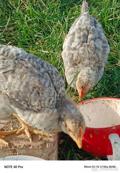 Kohouti stáří 4 týdny - 2