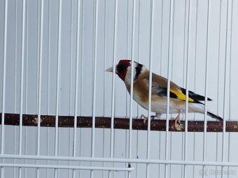 Carduelis Major - 2