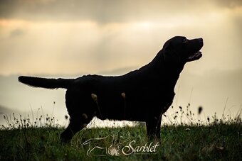 Labradorský retrívr s PP - 2