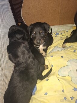 Labrador - 2