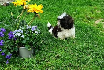 Shih-tzu - prodám štěňátka bez pp - 2