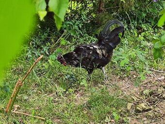 Kohout - Ayam Cemani - 2