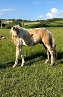 Dvouletý pony wpbr valach s PP - 2