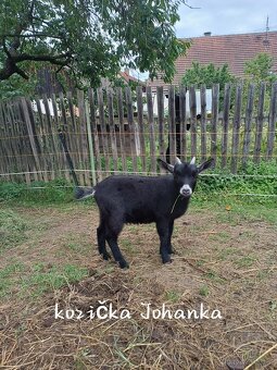 Holandská zakrslá koza - 2