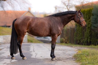 klisna pro dítě / amatéra - 2