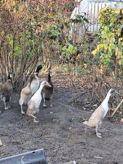 Indický běžec - 2