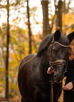 Predam pony valacha (mohutny S pony) - 2