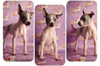 Americký bezsrstý teriér s PP FCI - 2