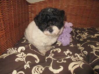 Boloňský psík ruská barevná boloňka - 2