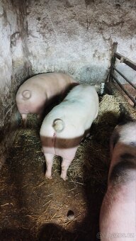 Vykrmené prase - sviňka - 2