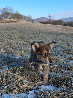 Štěně křiženec Husky a Alabaj - 2
