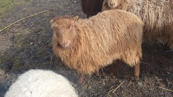 Jehničky ouessantské ovce - 2