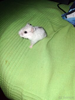 Křeček džungarsky - 2