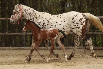 Appaloosa filly Arlina - 2