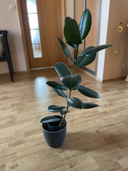 Fíkus - výška cca 100 cm - 2