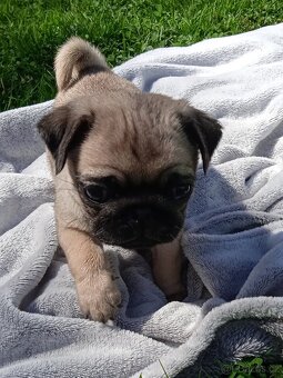 Mops - 2
