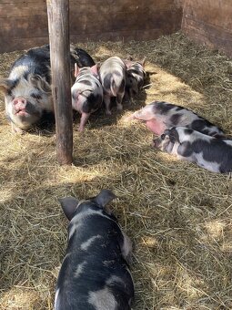 Kune Kune - 2