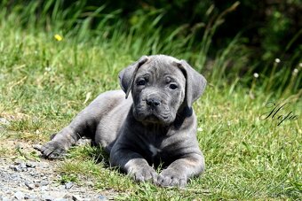 Cane Corso štěňata s FCI PP - 2