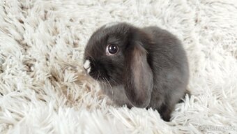Zakrslý beránek, králíček,králík - DENIS - 2