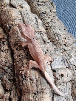 Pagekon řasnatý Correlophus ciliatus - 2