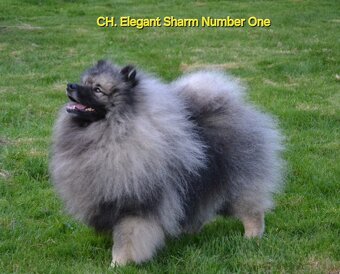 Německý vlčí špic Keeshond štěňata s PP FCI - 2
