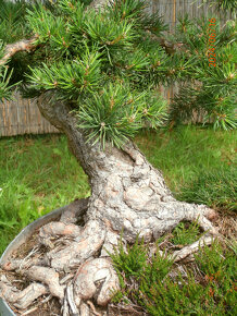 Bonsaj - Borovice, Pinus sylvestris - 2