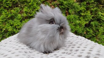 Zakrslý králík, králíček -(TEDDY)-OLIVIE - 2